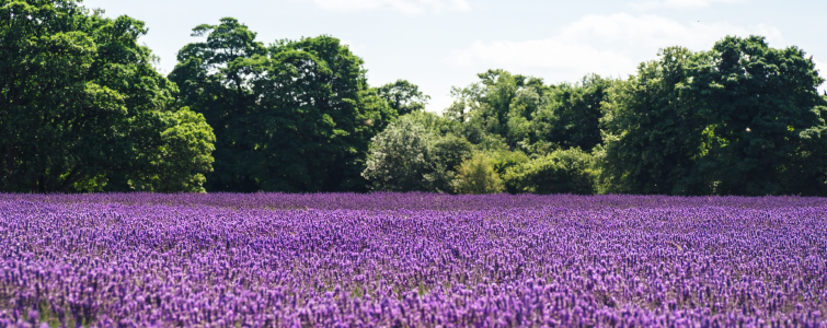 lavendel_steigerhoutenbed